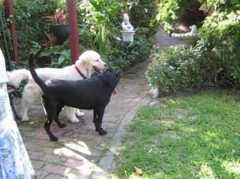 Hamilton Heritage B&B - Tourism Adelaide 1