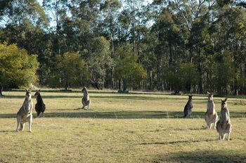 Hunter Hideaway Cottages - Tourism Adelaide 14