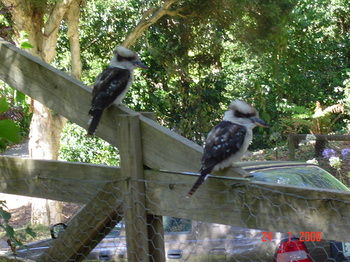 Stones Throw Cottage Bed & Breakfast - Tourism Adelaide 4