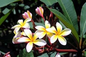 Phoenix Eumundi Bed & Breakfast - Tourism Adelaide 13