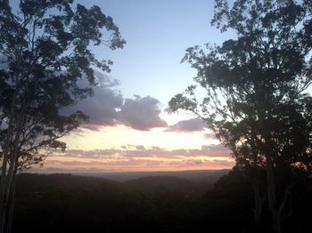 Phoenix Eumundi Bed & Breakfast - Tourism Adelaide 14