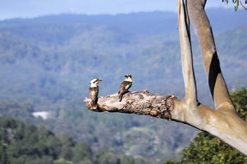 Phoenix Eumundi Bed & Breakfast - Tourism Adelaide 18