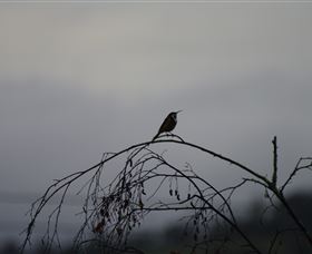 Viewenmore Villa Bed & Breakfast - Tourism Adelaide 5