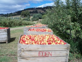 Eden Orchard And Farmstay - Tourism Adelaide 1