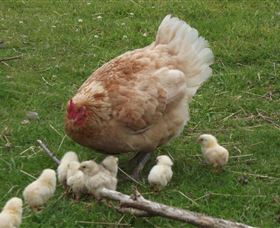 Eden Orchard And Farmstay - Tourism Adelaide 3