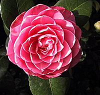 Cloverlea Gardens Bed and Breakfast - Tourism Adelaide