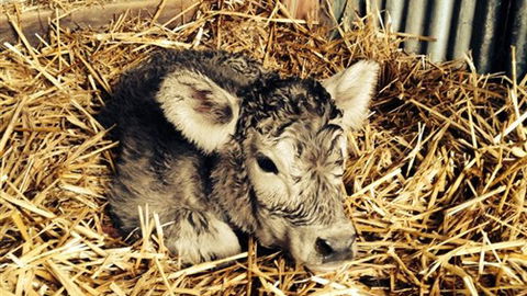 Freshwater Creek Cottages - Tourism Adelaide 7