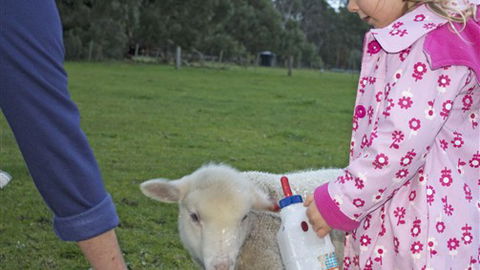 Freshwater Creek Cottages - Tourism Adelaide 6