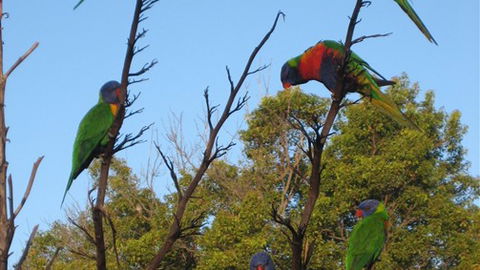 Captains Lodge International - Tourism Adelaide 2