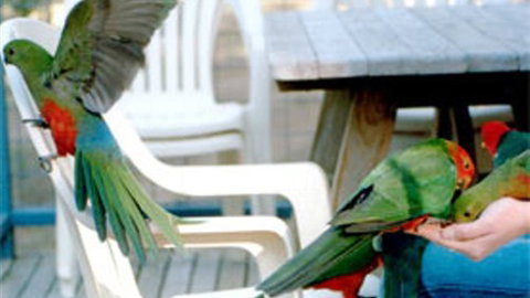 Lorne Bush House Cottages & Eco Retreats - Tourism Adelaide 3