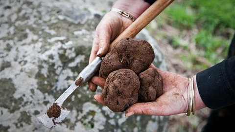 Black Cat Cottage - Tourism Adelaide 1