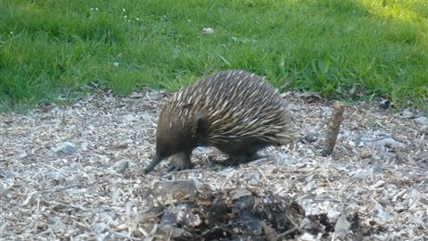 Sabrelyn Park - Tourism Adelaide 5