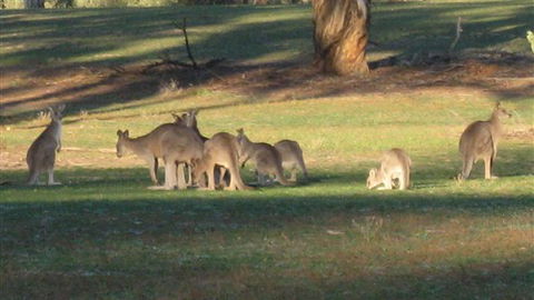 Savernake Farmstay - Tourism Adelaide 8