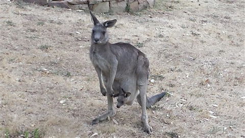 Kookaburra Ridge - Tourism Adelaide 5