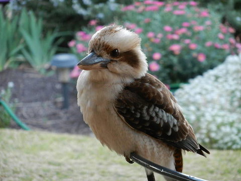 Glenbar Cottage - Tourism Adelaide 0