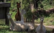 Avalon River Retreat - Tourism Adelaide 6