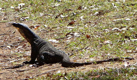 Cutters Camp Campground - Tourism Adelaide 1