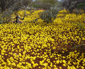 Yalgoo Caravan Park - Tourism Adelaide 3