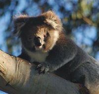 Bimbi Park Camping Under Koalas - Tourism Adelaide