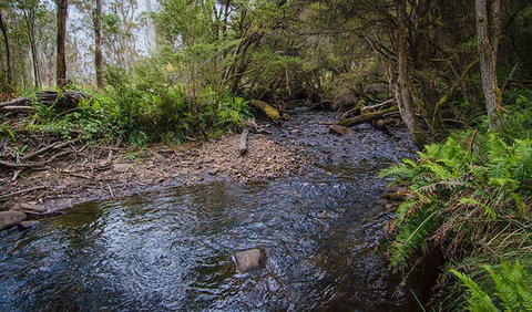 Horse Swamp Campground - Tourism Adelaide 0
