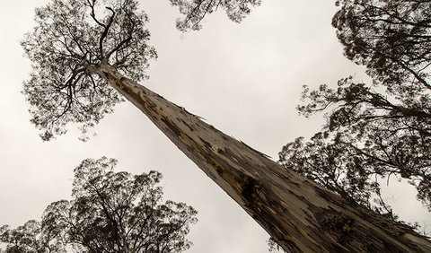 Horse Swamp Campground - Tourism Adelaide 2