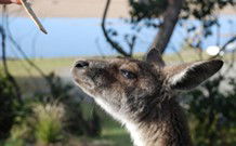 Joalah Holiday Park - Tourism Adelaide 1