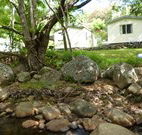 Mt Warning Rainforest Park - Tourism Adelaide