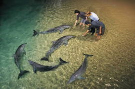 Moreton Island QLD Tourism Adelaide