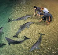 Tangalooma Wild Dolphin Resort - Tourism Adelaide