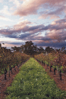Lamonts Winery Restaurant  Gallery - Tourism Adelaide