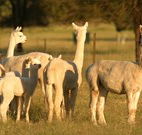 Waterfall Way Farmstay - Tourism Adelaide