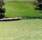 Gooromon Park Cottages - Tourism Adelaide