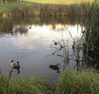 Harewood House Bed and Breakfast - Tourism Adelaide