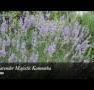 Lavender Majestic - Tourism Adelaide