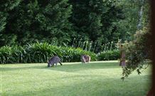 Yallambee Bed And Breakfast - Tourism Adelaide 4