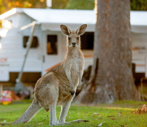 BIG4 Sunshine South West Rocks Holiday Park - Tourism Adelaide 5