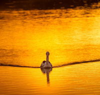 River Shack Rentals - Living the Dream - Tourism Adelaide