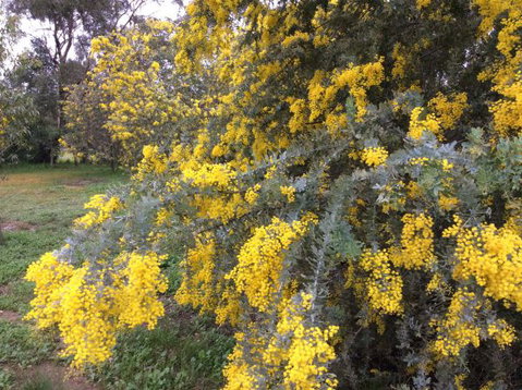 Balcraggon Accommodation - Tourism Adelaide 8