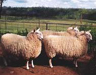Camerons Farmstay - Tourism Adelaide 2
