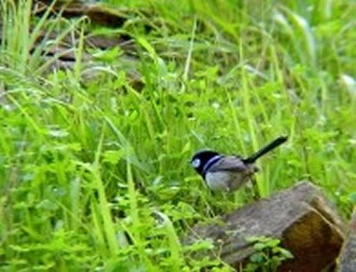 Morialta Bed And Breakfast - Tourism Adelaide 0