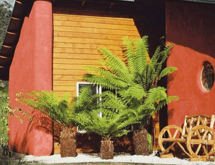 Whispering Spirit Cottage  Miniature Pony Stud - Tourism Adelaide