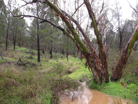 Beetaloo Grove - Tourism Adelaide 2