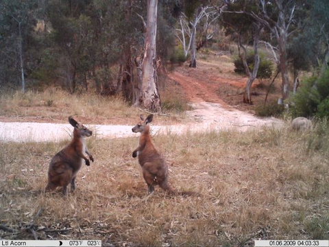 Beetaloo Grove - Tourism Adelaide 3
