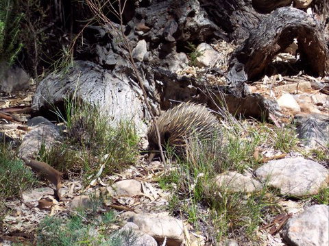 Beetaloo Grove - Tourism Adelaide 4