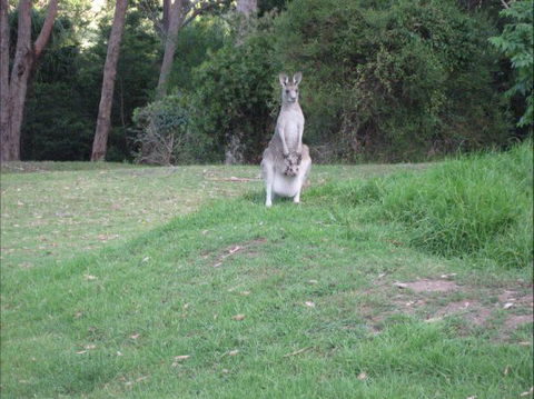 Dunns Creek Downs Nature Stay - Tourism Adelaide 6