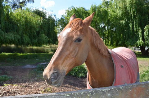 Hawthorn Lodge - Tourism Adelaide 2