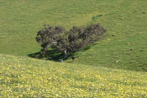 Morella Farm Stay - Tourism Adelaide 9