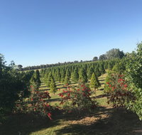 Rutherglen Christmas Trees Farm Stay - Tourism Adelaide
