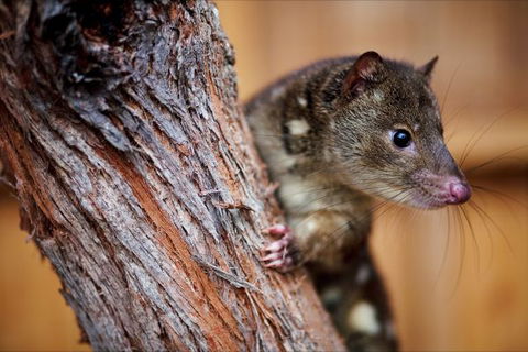 Great Ocean Ecolodge - Tourism Adelaide 4