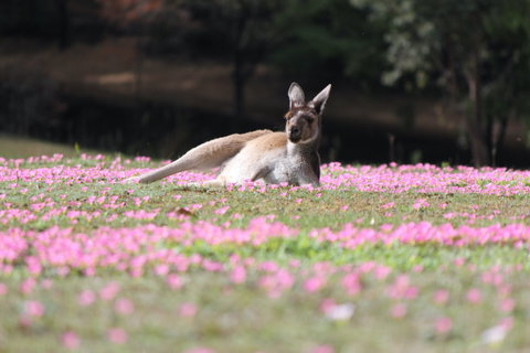 Marima Cottages - Tourism Adelaide 5